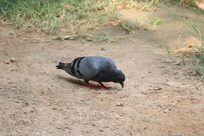 High angle view of bird or pigeon on land