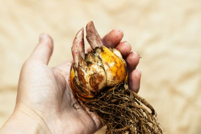 Close-up of a flower bulb with a sprouting purple lily in hands for planting