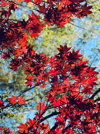 Low angle view of maple tree