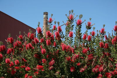 Low angle view of red flowers