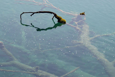 High angle view of fallen tree in lake