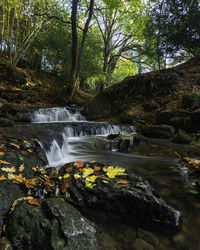 Scenic view of waterfall in forest