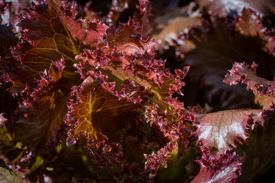 Close-up of fresh red lettuce leaves