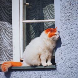 Cat sitting on window sill during sunny day