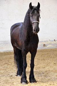 Horse standing on field