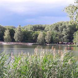 Scenic view of lake by trees against sky