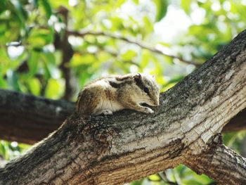 Squirrel on tree trunk