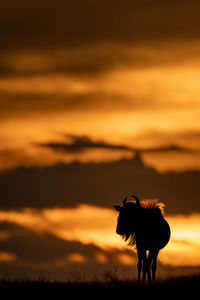 Blue wildebeest standing on sunset horizon silhouetted