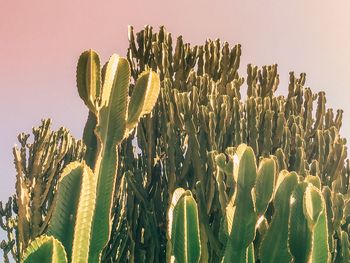 Close-up of succulent plant on field against sky