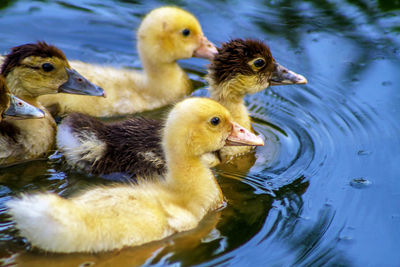 Close-up of duck swimming on lake