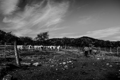 View of cemetery on field against sky