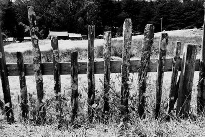 Wooden posts in field