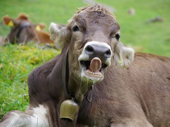 Portrait of cow on field