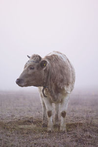 Cow standing on land against sky during foggy weather