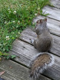 High angle view of cat sitting on wood