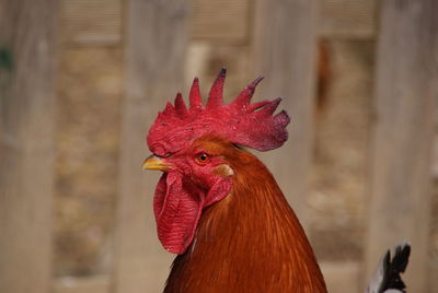 Close-up of new hampshire rooster by fence