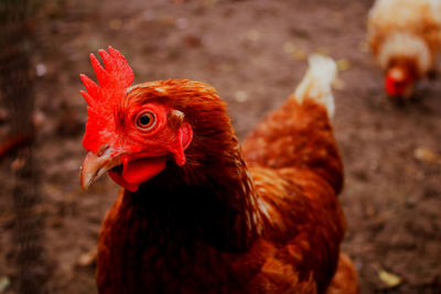 Close-up of rooster on field