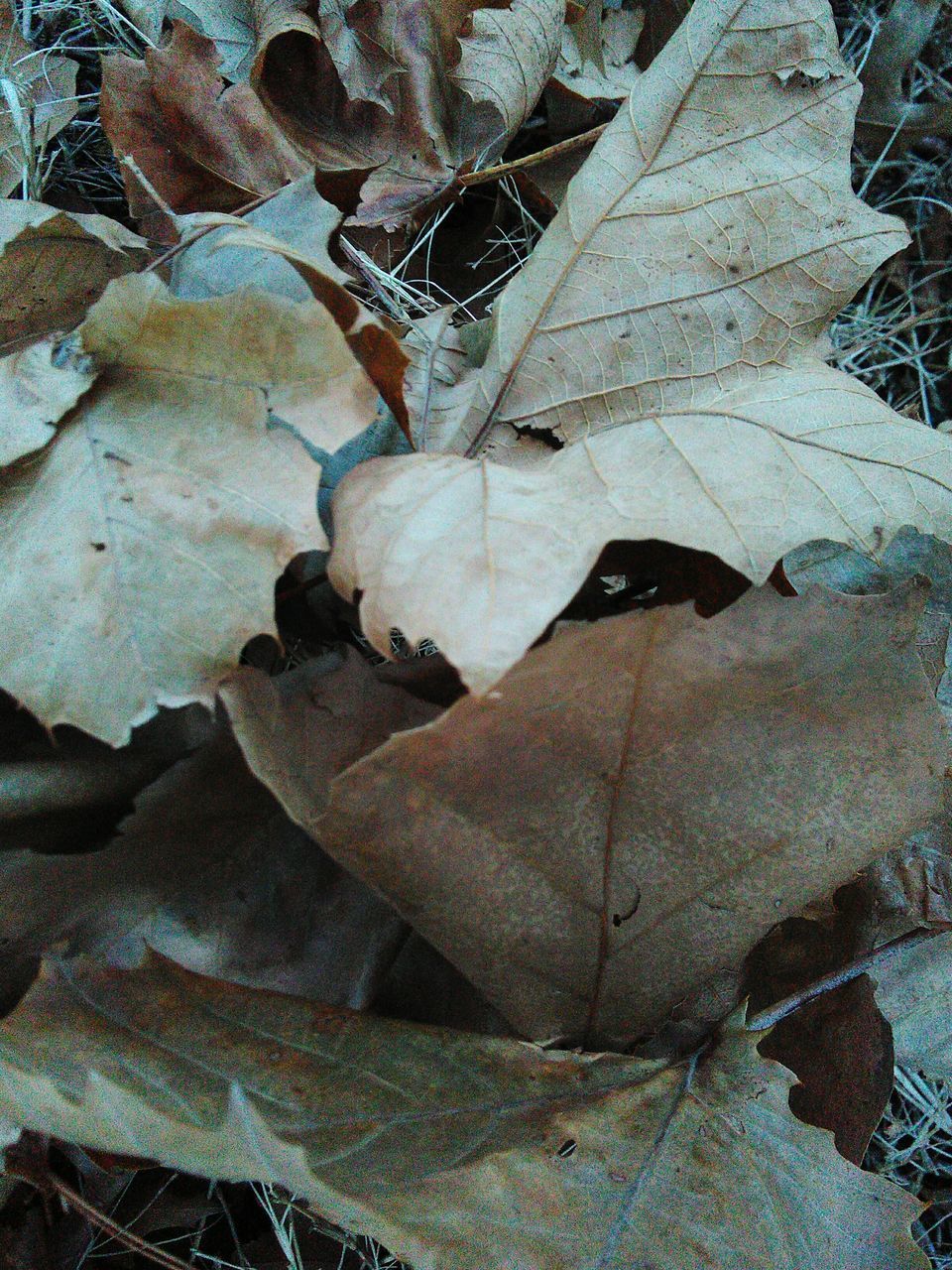 HIGH ANGLE VIEW OF DRY LEAVES