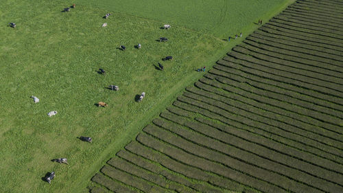 Drone aerial view of cows near of gorreana oldest tea plantation in sao miguel sland, azores