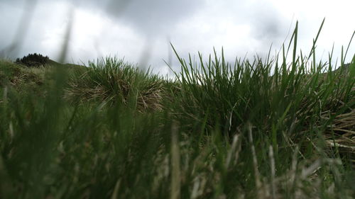 Close-up of fresh plants on field against sky