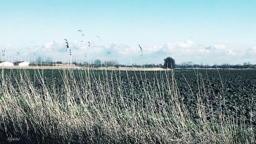 Birds flying over water against sky