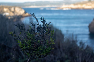 Close-up of plant against sea