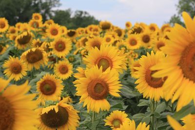 Close-up of sunflower blooming in field