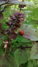 Close-up of ladybug on plant