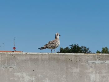 Low angle view of seagull perching on wall