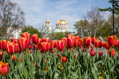 Close-up of red tulips