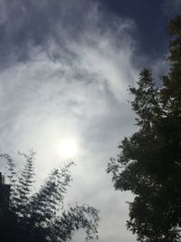 Low angle view of trees against sky