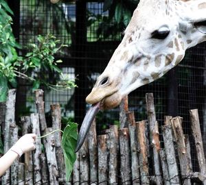 Cropped image of person feeding giraffe in zoo