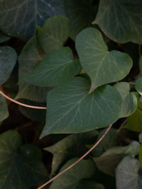 Full frame shot of leaves