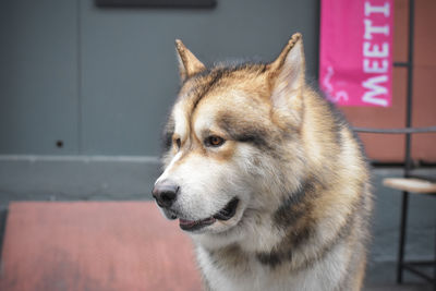 Close-up of a dog looking away