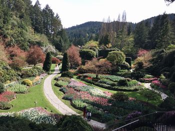 High angle view of trees in garden against sky