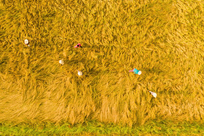 High angle view of wheat in field