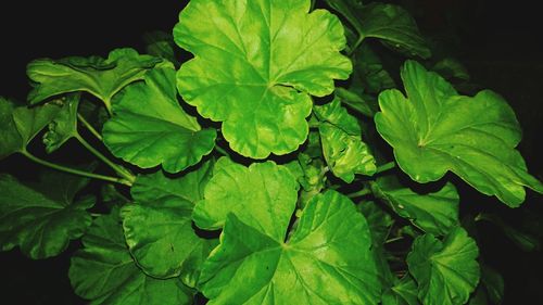 High angle view of green leaves