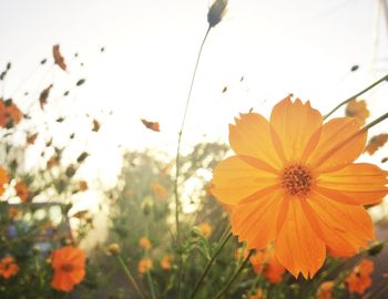 Close-up of pink flower blooming outdoors