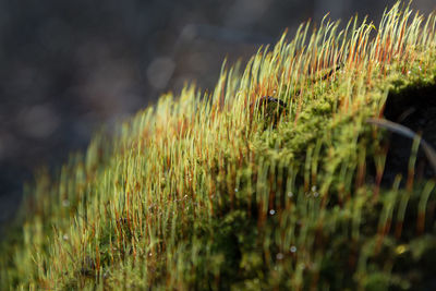 Close-up of crops growing on field