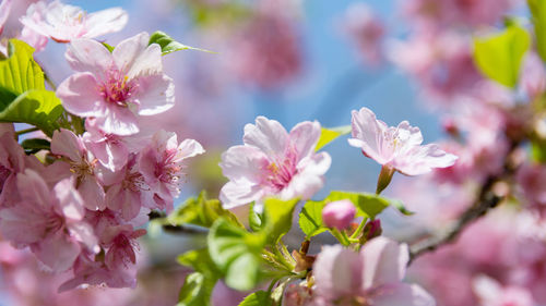 Close-up of pink cherry blossoms