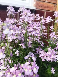 Close-up of purple flowers blooming outdoors