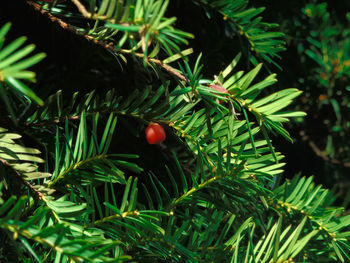 Close-up of ladybug on plant