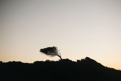 Low angle view of silhouette trees against clear sky
