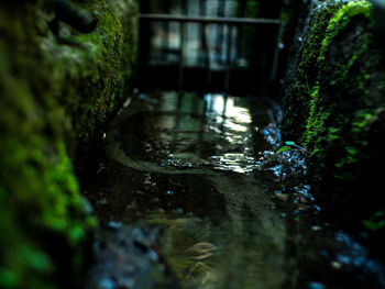 Surface level of water flowing in forest