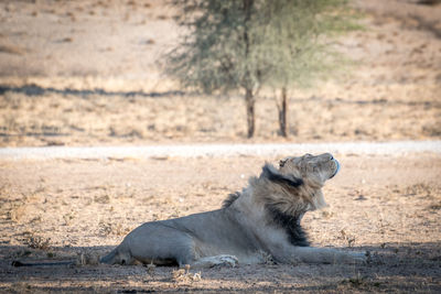 Side view of lion sitting on field