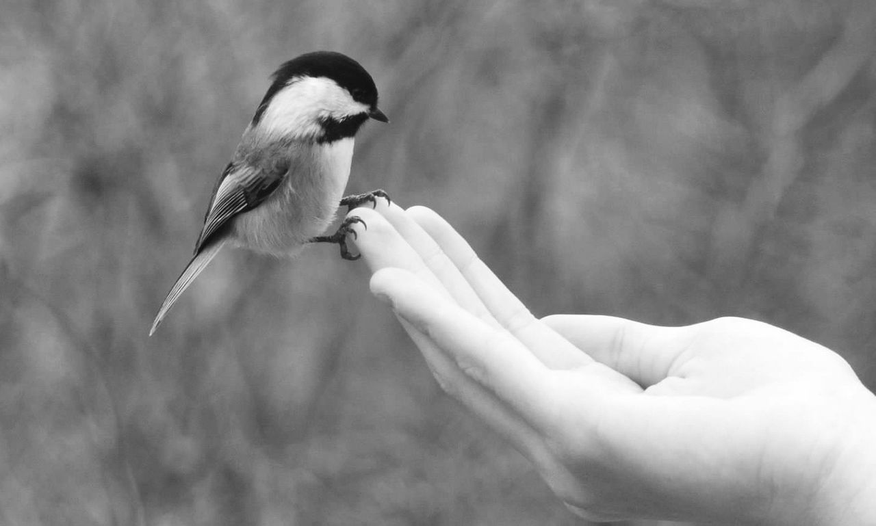 bird, animal themes, one animal, wildlife, animals in the wild, person, focus on foreground, side view, full length, lifestyles, holding, white color, close-up, outdoors, day, perching, beak