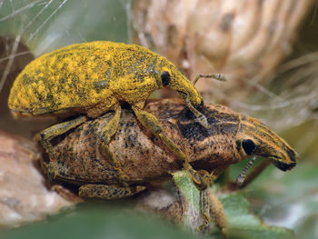 Close-up of insect on rock