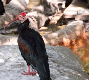 Close-up of bird perching