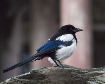 Close-up of bird perching outdoors