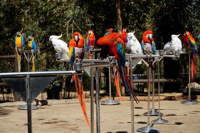 Cockatoo birds perching on metal rod